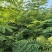 合欢树(绒花树)苗