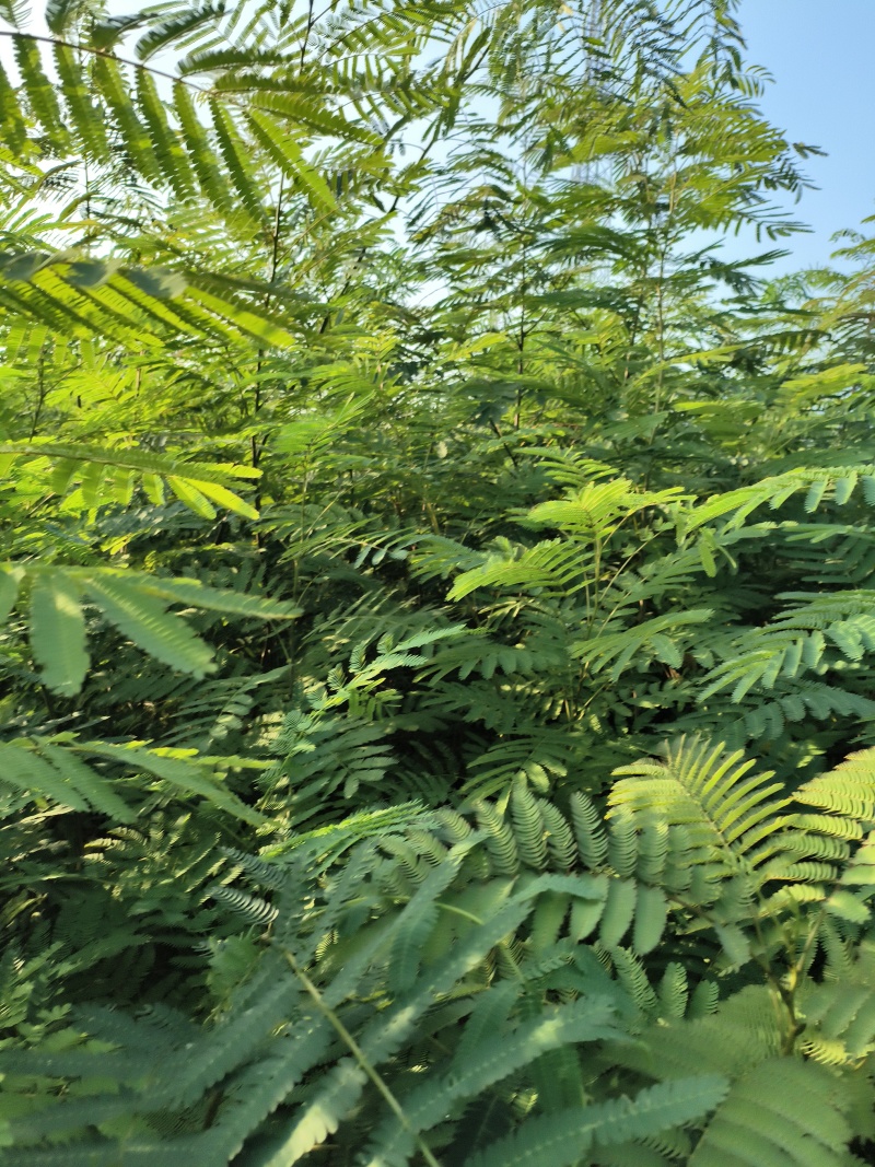 合欢树(绒花树)苗
