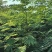 合欢树(绒花树)苗