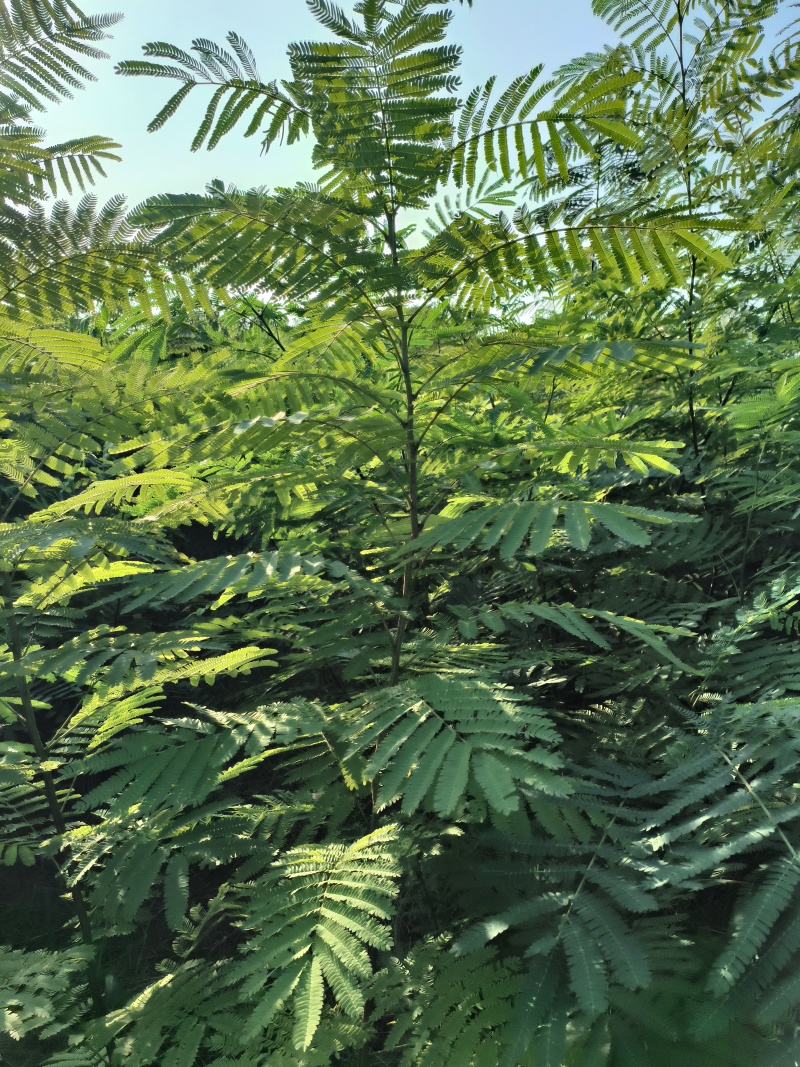 合欢树(绒花树)苗