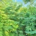 合欢树(绒花树)苗