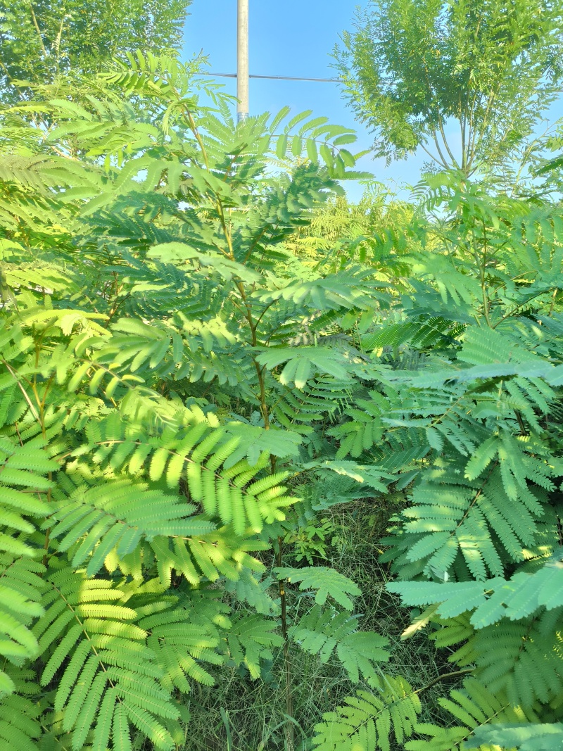 合欢树(绒花树)苗