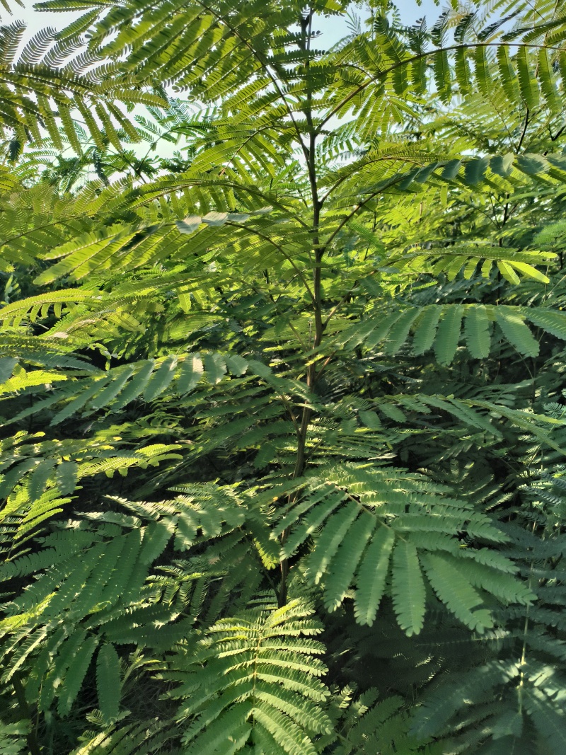 合欢树(绒花树)苗