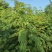 合欢树(绒花树)苗