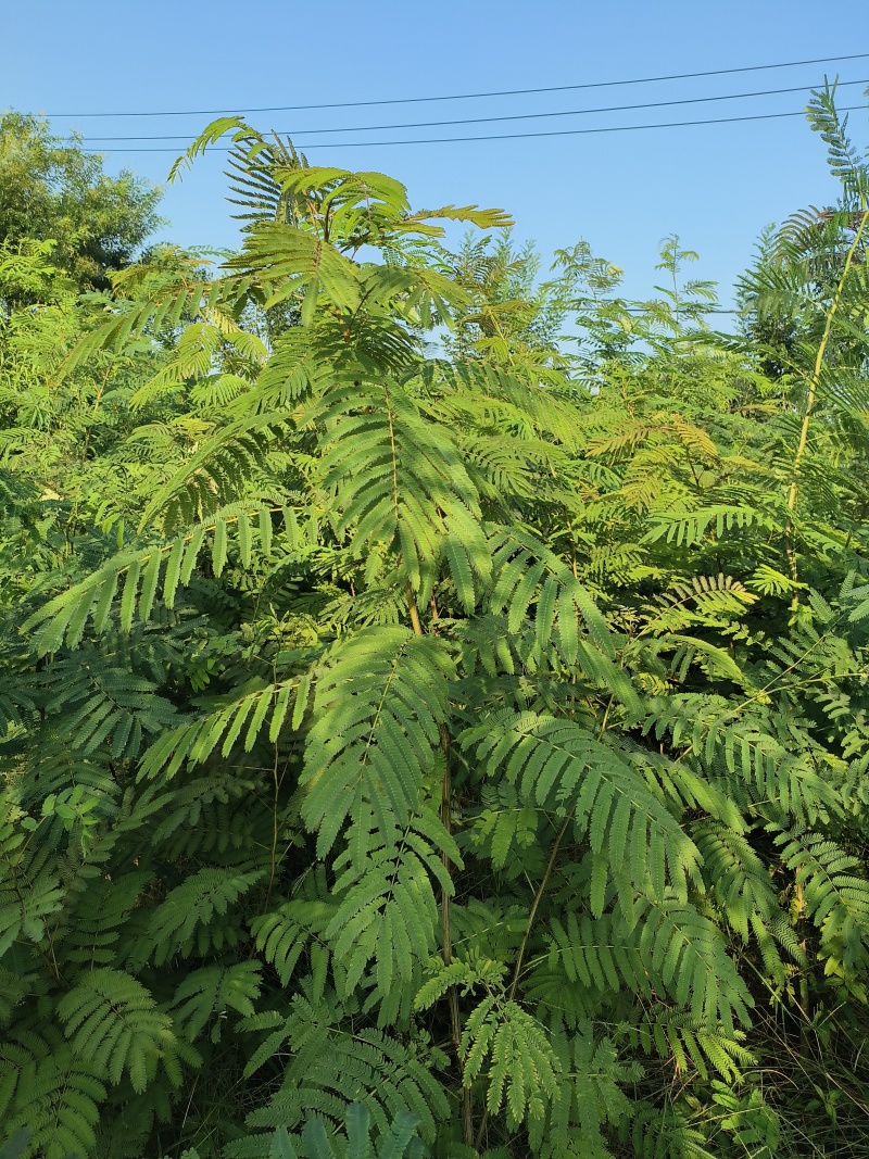 合欢树(绒花树)苗