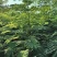 合欢树(绒花树)苗