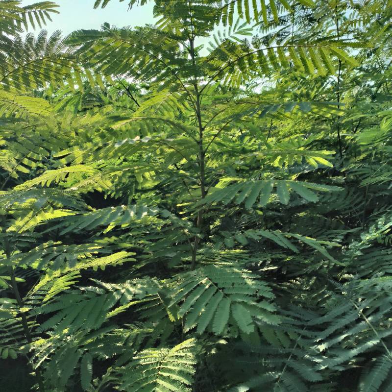 合欢树(绒花树)苗