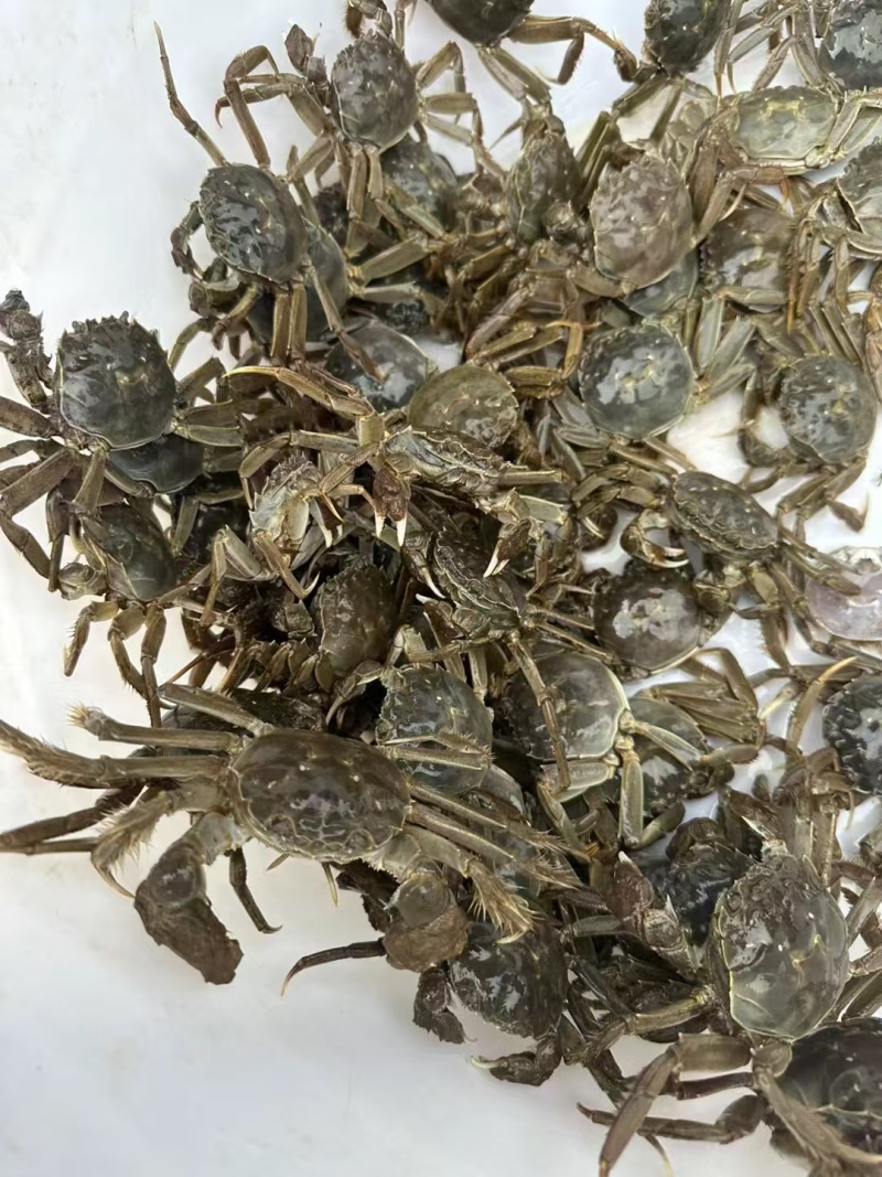 辽宁盘锦稻田蟹，多规格全国发货，量越大越便宜，质量有保证