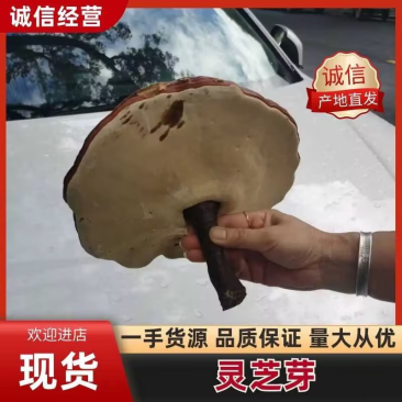 【优质】灵芝芽厂家直销汇源充足欢迎长期合作