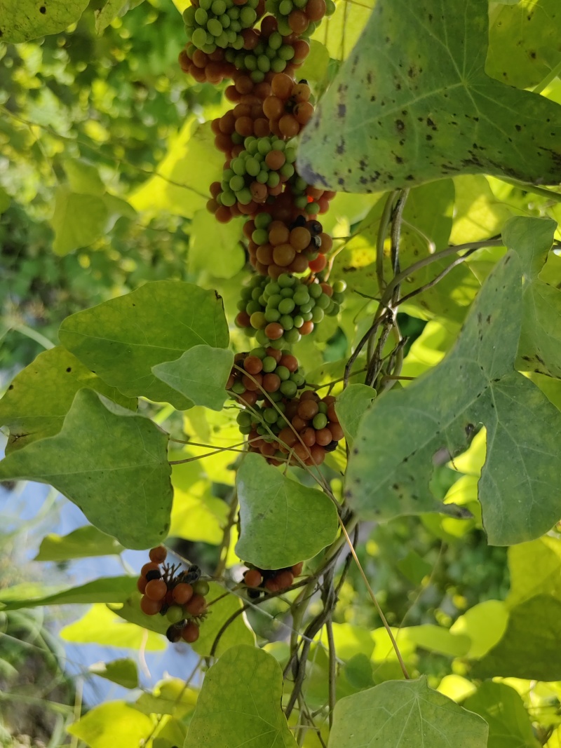 粉防己种子自产自销精挑细选自己在用提供育苗技术发芽率高产量高