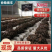 【优选】灰树花提取和打粉原料品质保障可全国发货