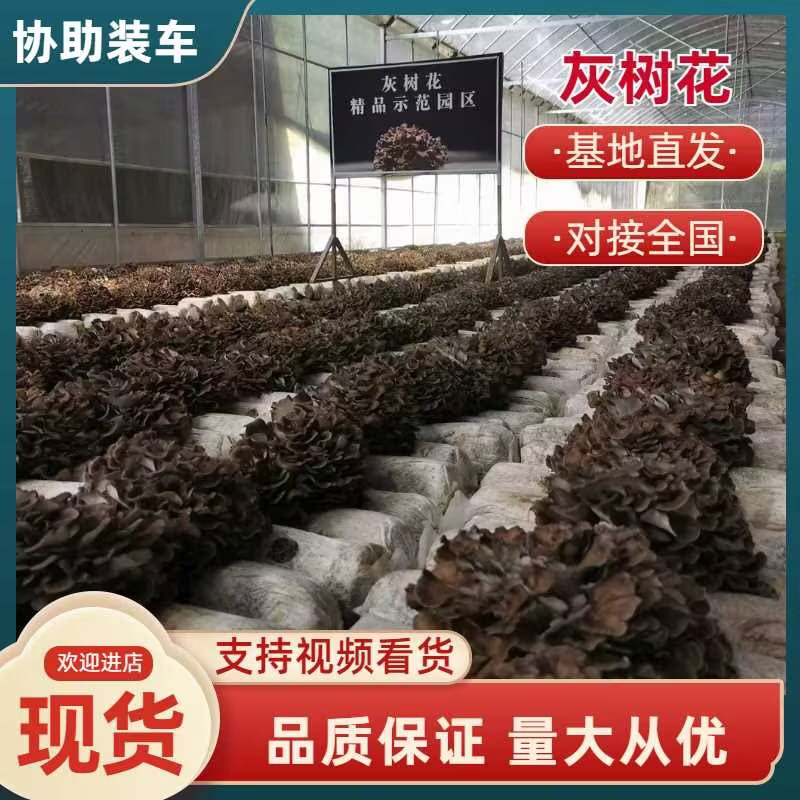 【优选】灰树花提取和打粉原料品质保障可全国发货