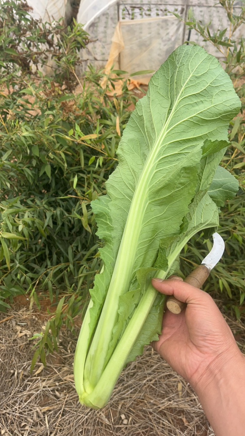 青菜，竹芥