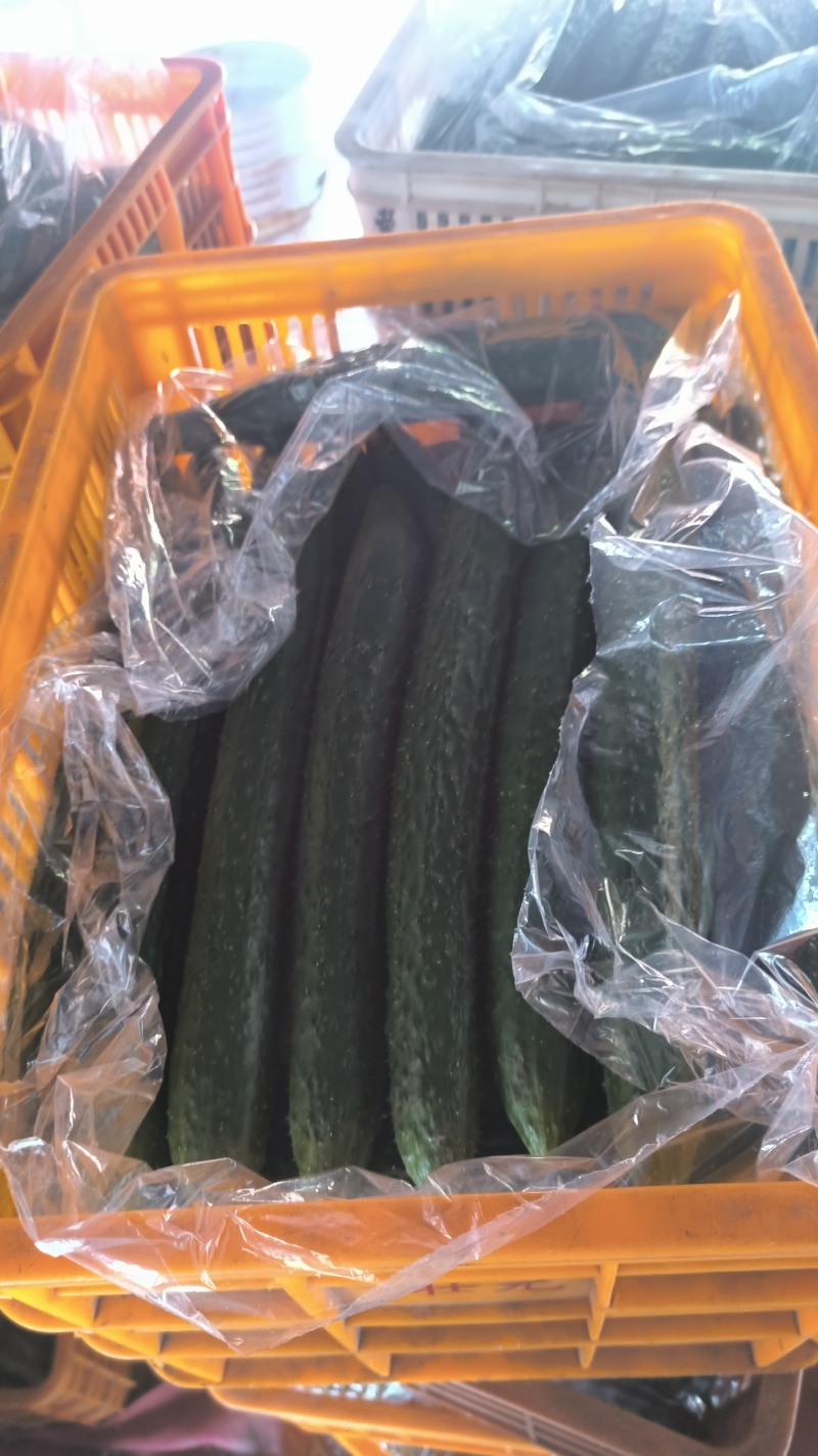 精品黄瓜密刺黄瓜基地直发现摘现发品质保证量大从优