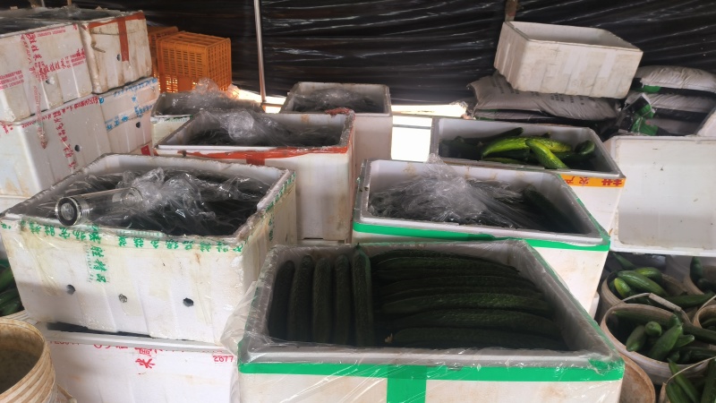 精品黄瓜密刺黄瓜基地直发现摘现发品质保证量大从优