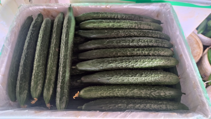 精品黄瓜密刺黄瓜基地直发现摘现发品质保证量大从优