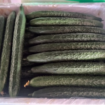 精品黄瓜密刺黄瓜基地直发现摘现发品质保证量大从优