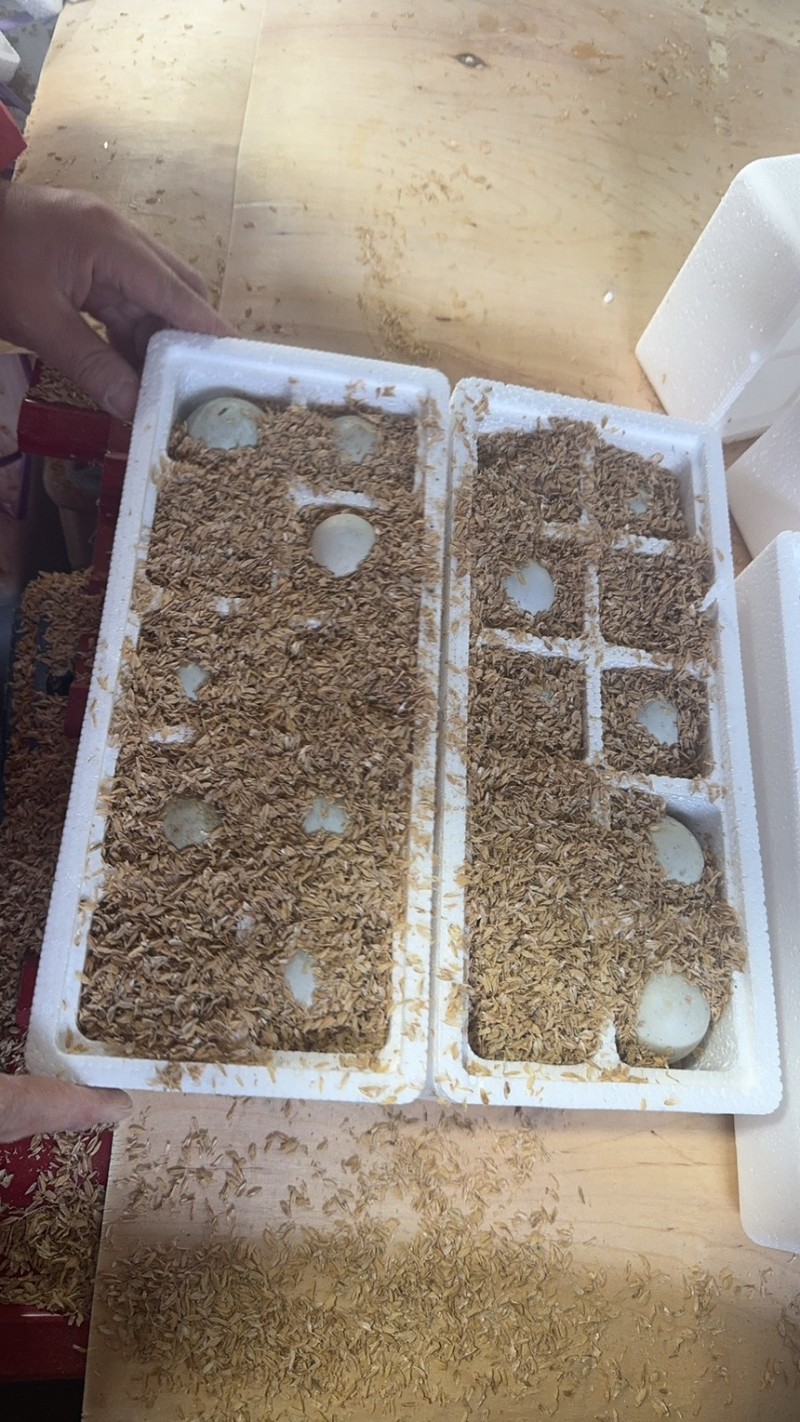 河北土鸭蛋盒装蛋，一件代发美团，多多，团购促销活动