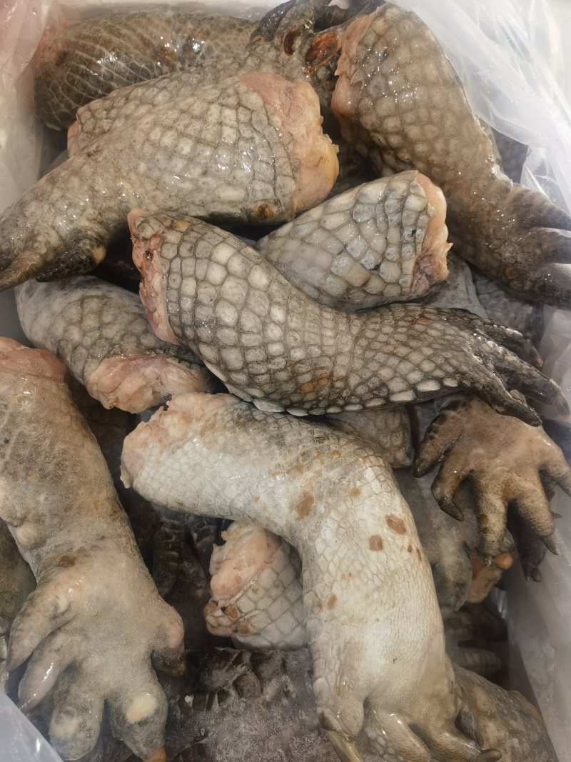鳄鱼掌
