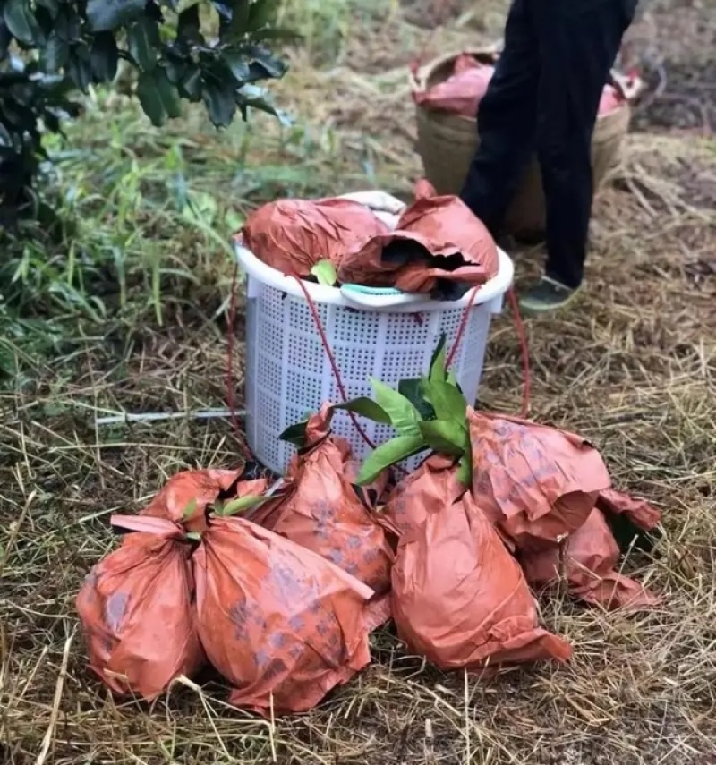 【水分饱满】红心柚湖北发货电商商超档口都可以走货