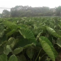 广西贺州八步…香芋.槟榔芋粉糯香芋产地大量货源供应