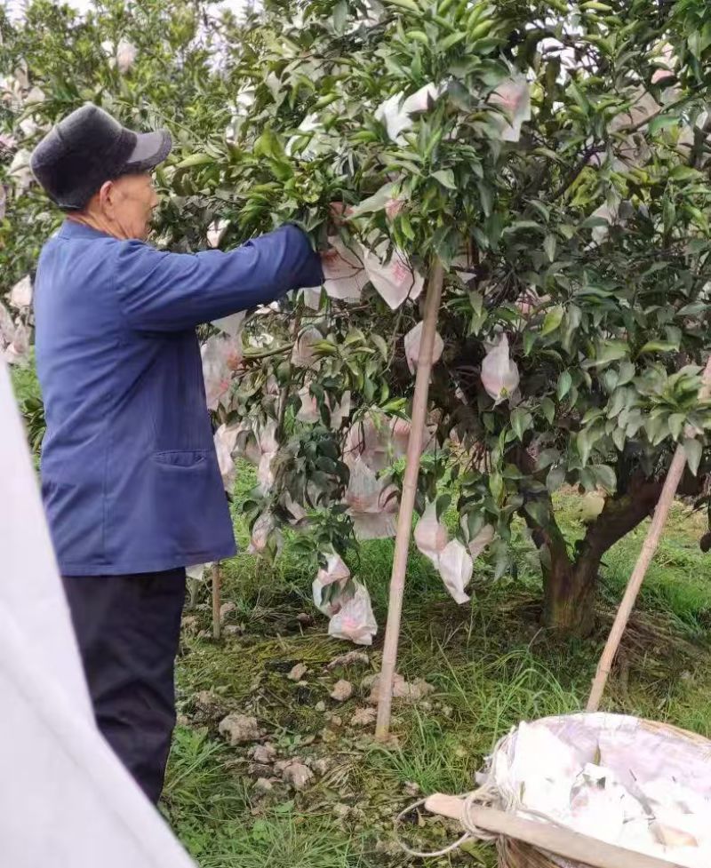 【广西脐橙】大量有货，甘甜多汁，产地直发，欢迎来电咨询