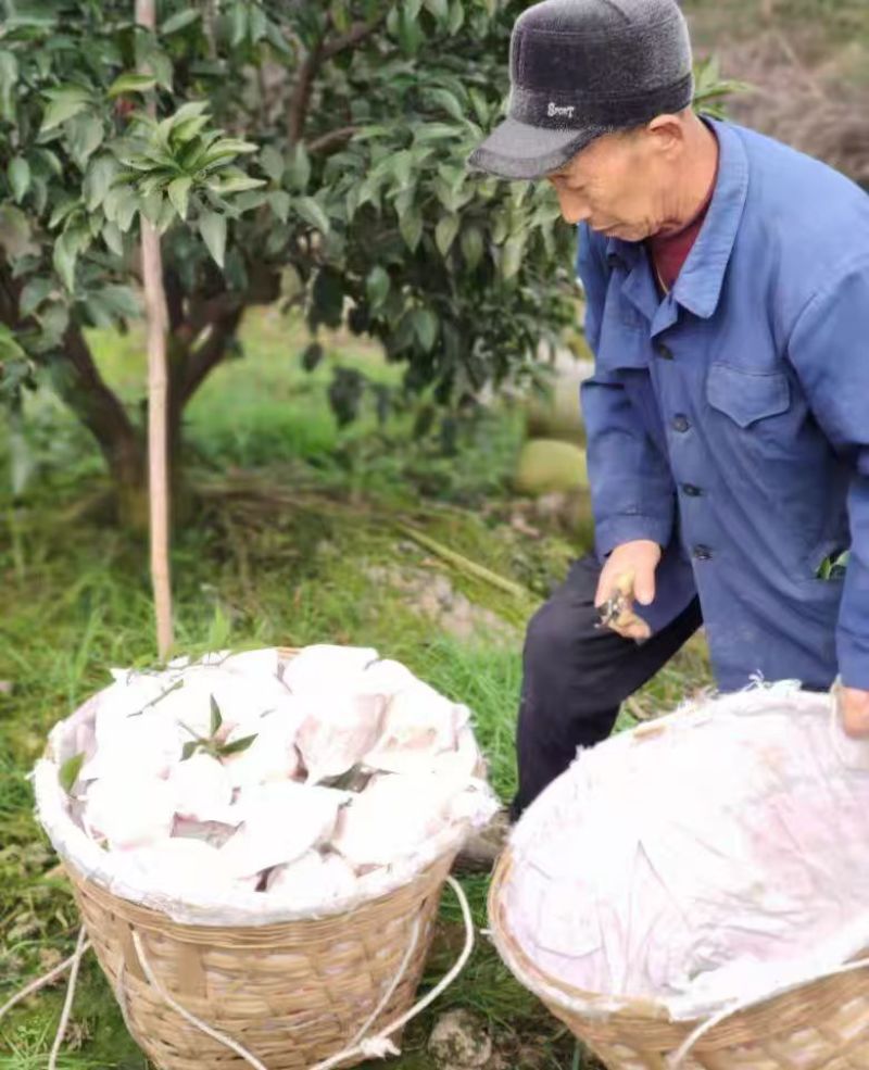 【广西脐橙】大量有货，甘甜多汁，产地直发，欢迎来电咨询