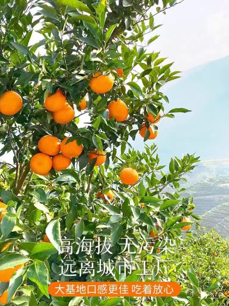 【广西脐橙】大量有货，甘甜多汁，产地直发，欢迎来电咨询