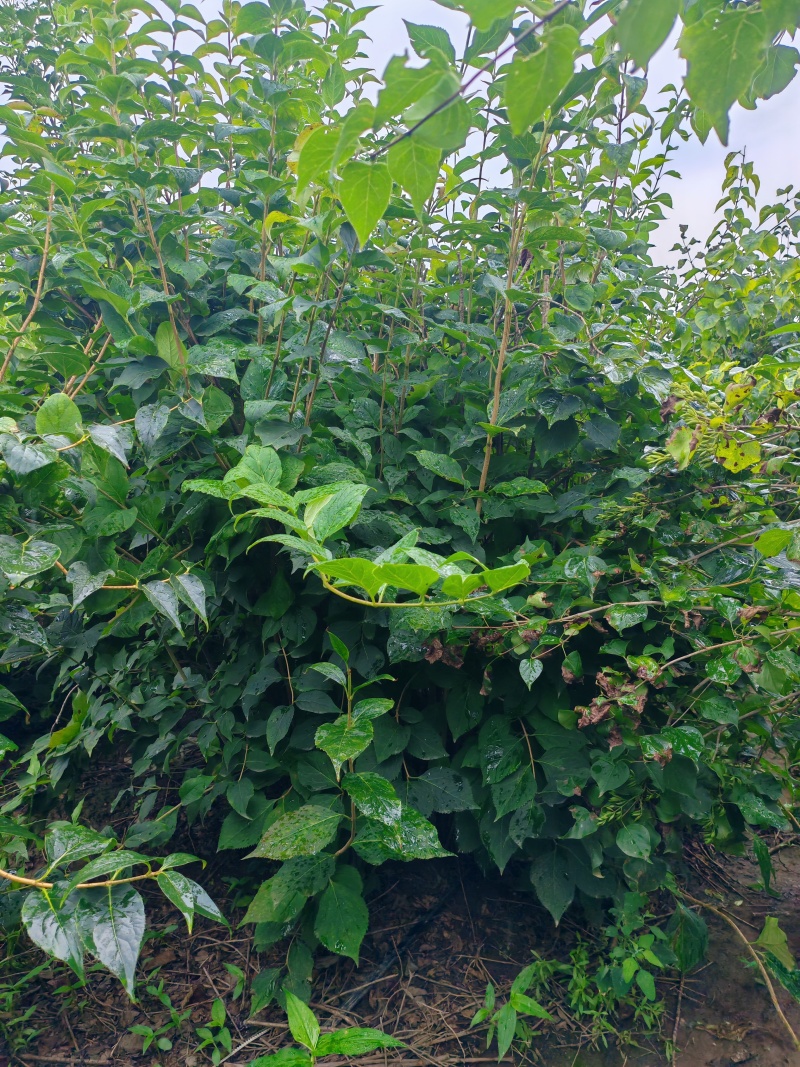 连翘大堆