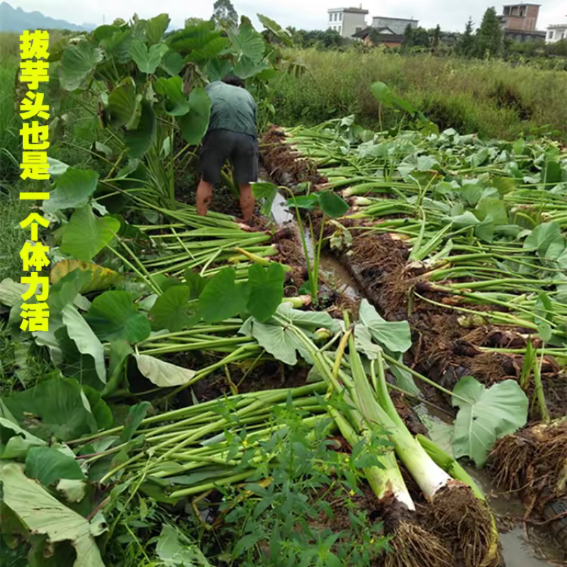 《热卖》广西芋头/香芋/槟榔芋/红芽芋一件代发/供应市场