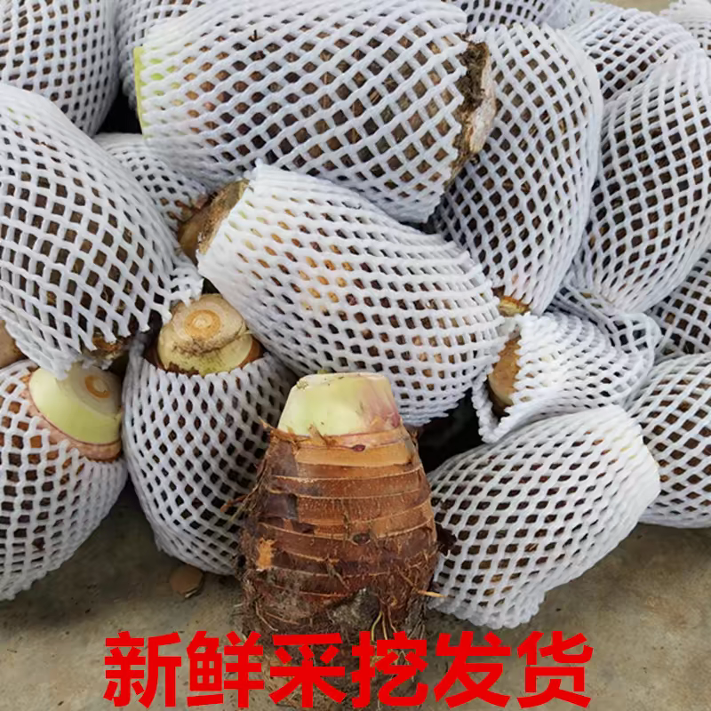 《热卖》广西芋头/香芋/槟榔芋/红芽芋一件代发/供应市场