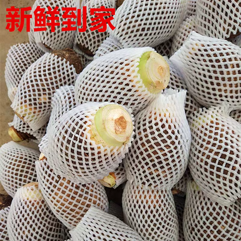 《热卖》广西芋头/香芋/槟榔芋/红芽芋一件代发/供应市场