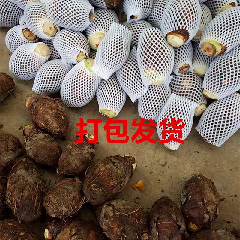 《热卖》广西芋头/香芋/槟榔芋/红芽芋一件代发/供应市场