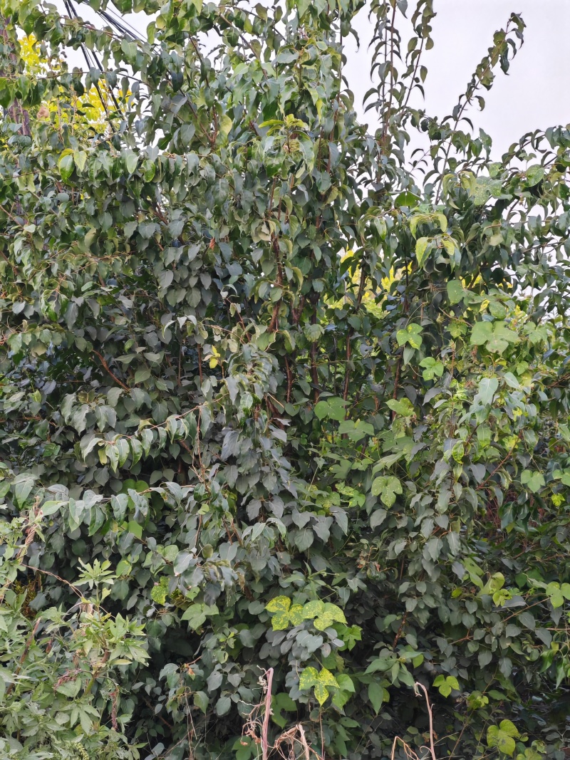 爆马丁香大堆