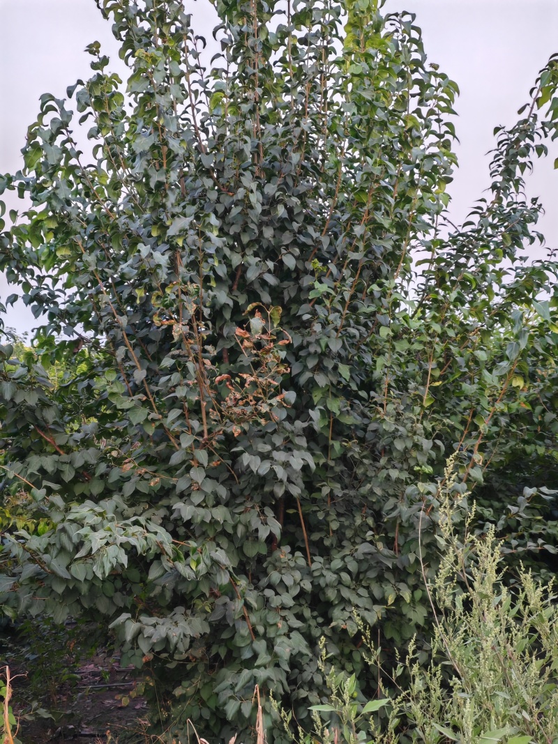 爆马丁香大堆