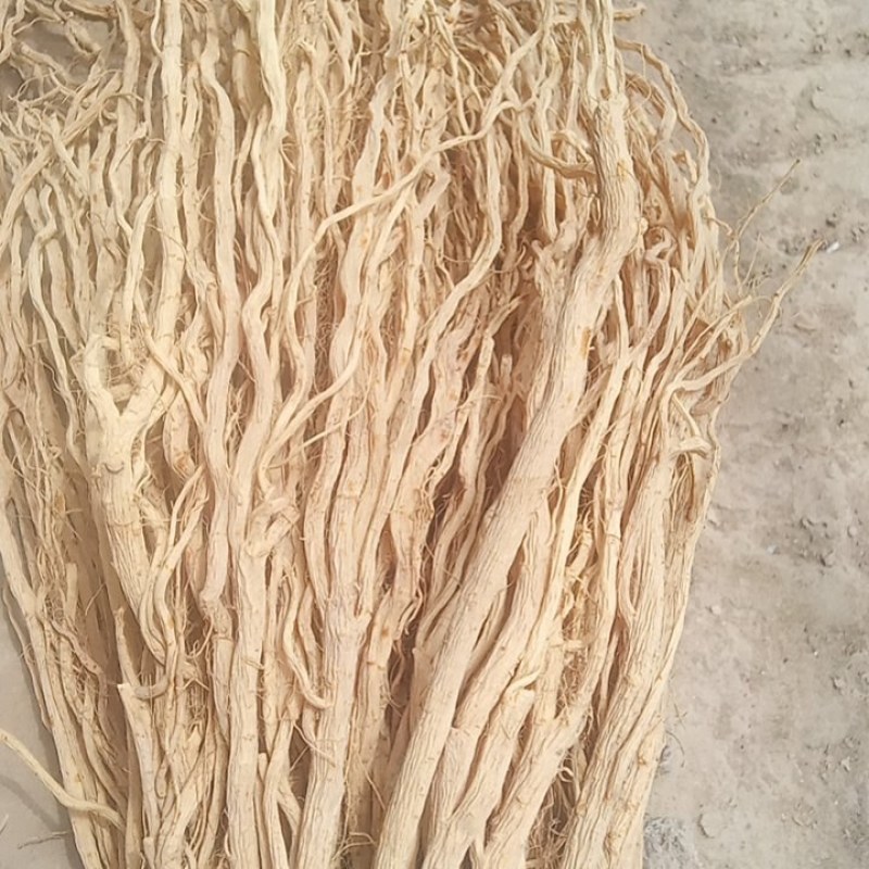 甘肃定西关防风，产地直发货源保证，欢迎来电合作