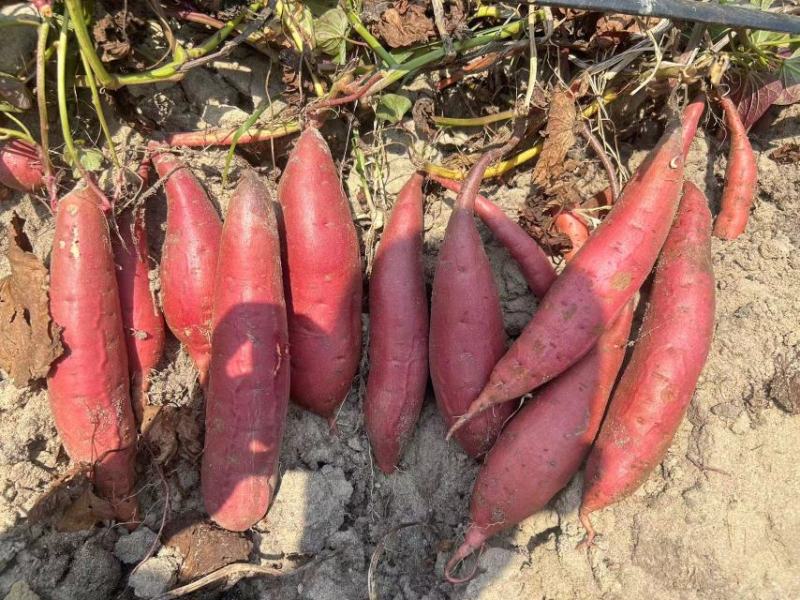 【西瓜红红薯】万亩基地直供保质保量承接全国市场商超电商