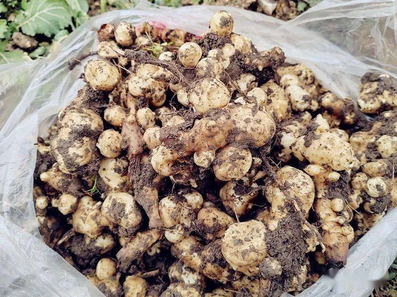 灵宝市精品菊芋（洋姜）基地，源头供应，诚信经营，欢迎咨询