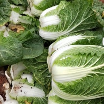 大白菜苗