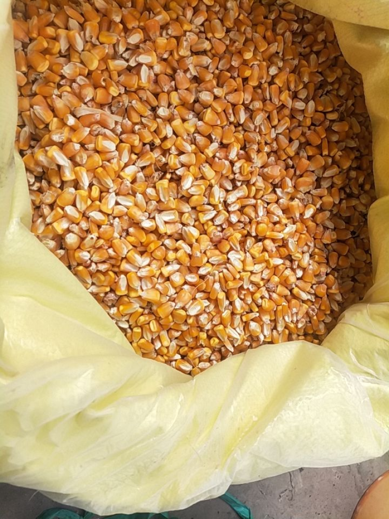 灵宝市玉米粒专业谷物种植基地，源头供货，优质玉米粒，欢迎