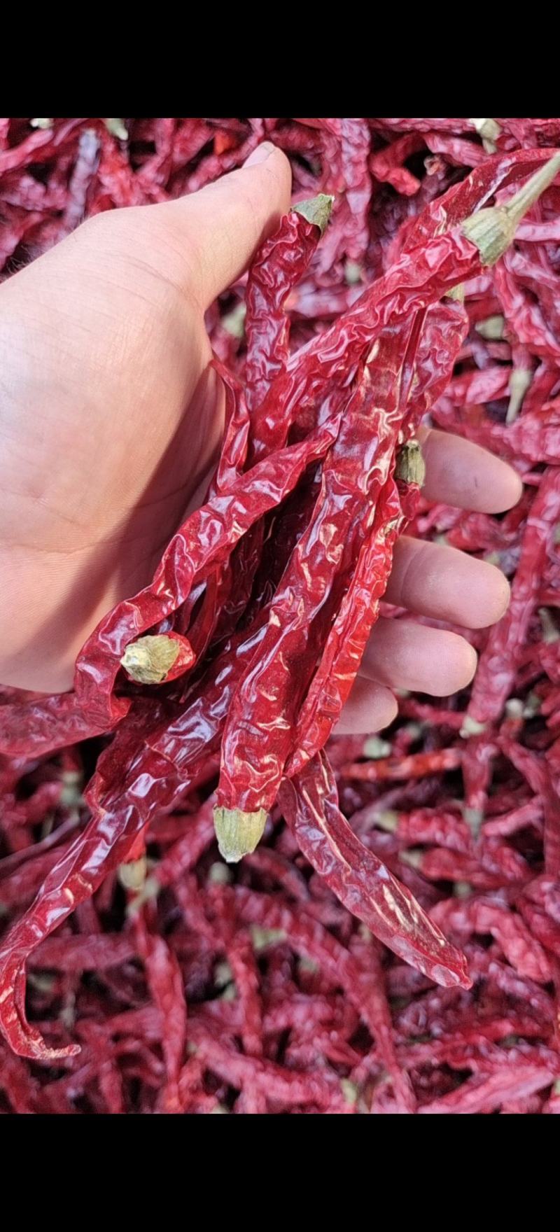 去把二荆条干辣椒现货大量有货保质保量足斤足两可视频看货