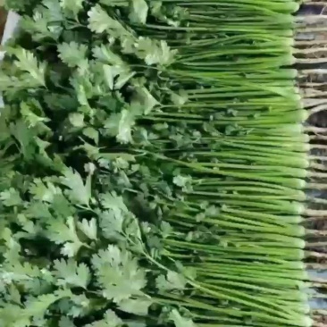 精品香菜