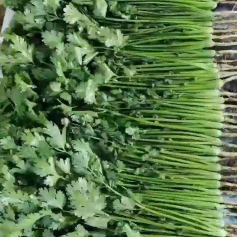 精品香菜