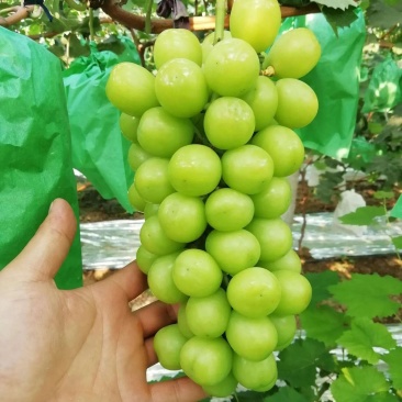 阳光玫瑰大量供应中，货源充足，2斤起步，瓜型紧实颗粒大