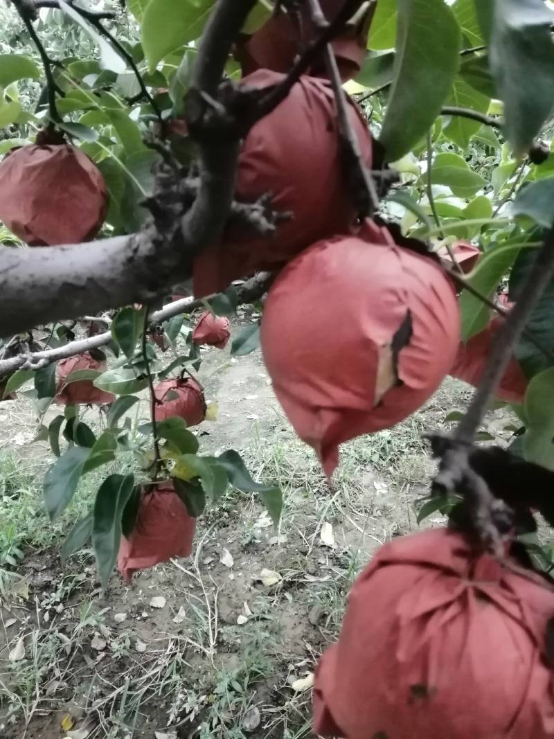 丰水梨，皮薄肉多，正在热卖中