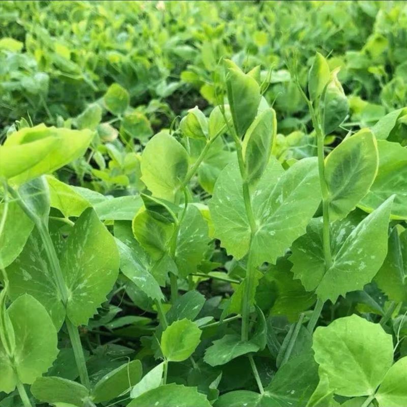 超三角无须豌豆苗种子抗病耐寒绿荚白花豌豆种籽鲜嫩无须豌豆