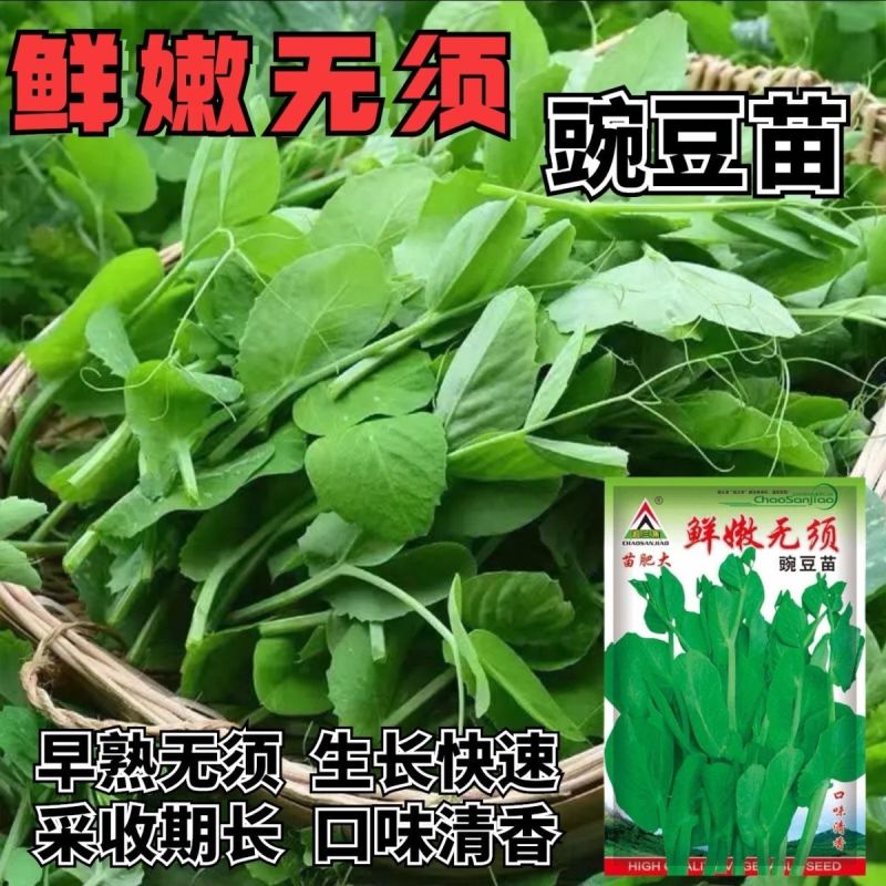 超三角无须豌豆苗种子抗病耐寒绿荚白花豌豆种籽鲜嫩无须豌豆