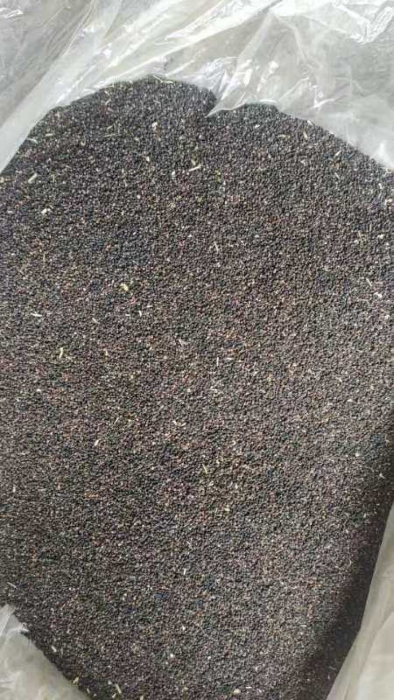 面条菜种子麦瓶草种子保成活教技术品质保证量大从优