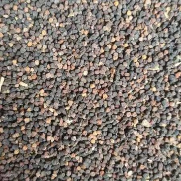 面条菜种子麦瓶草种子保成活教技术品质保证量大从优
