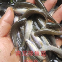 华鲮鱼苗又叫青龙棒鱼苗和沉香鱼苗。名贵淡水鱼。渔场直发。